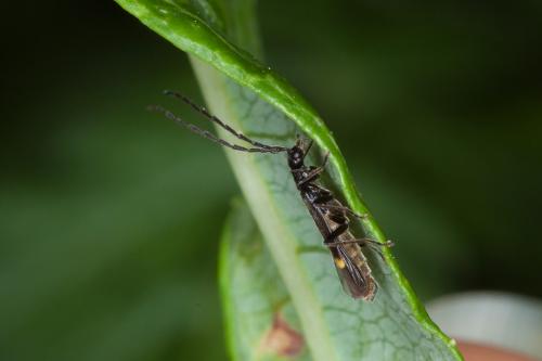 Réf. 220 338 : Malthodes sp.